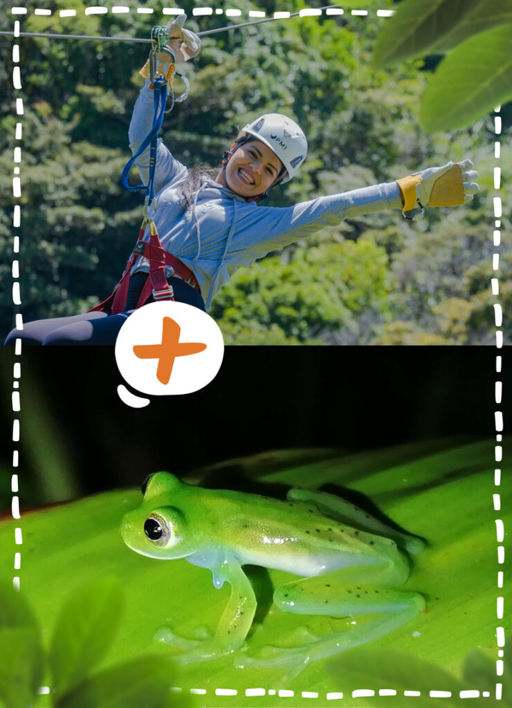 Traveler ziplining through Monteverde cloud forest during canopy tour, followed by a guided night walk to explore Costa Rica’s wildlife after dark